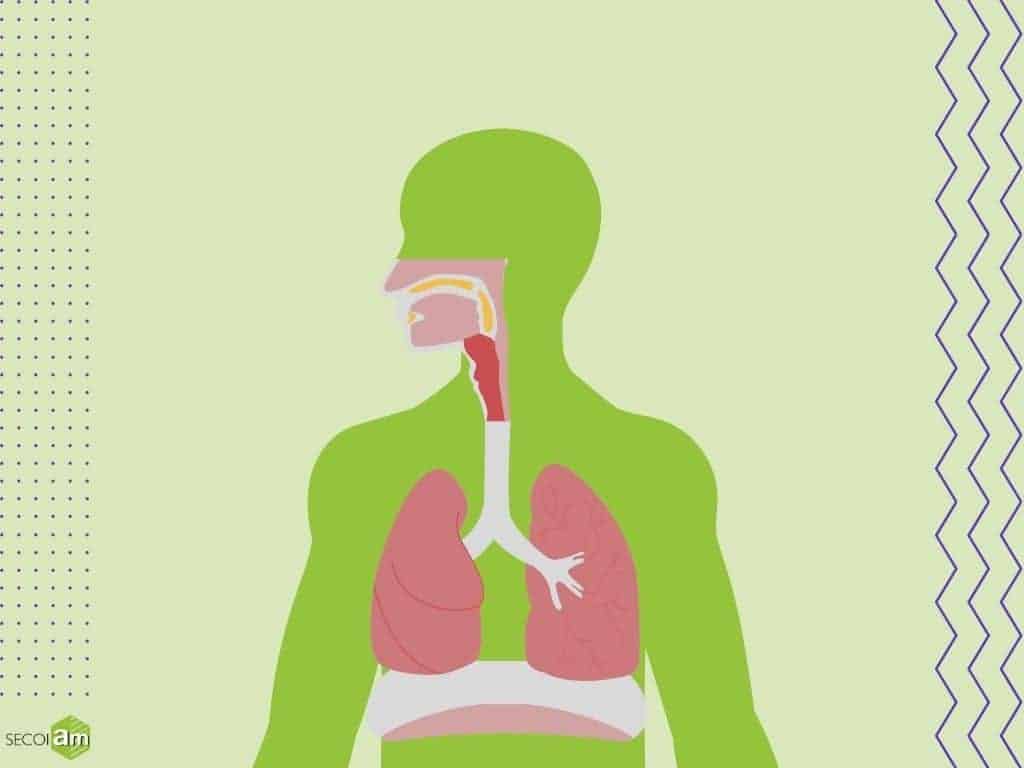 Illustration de l'article de blog "Pourquoi parle-t-on de cancer de l'amiante ?" où l'on voit une silhouette anatomique avec des poumons sains.